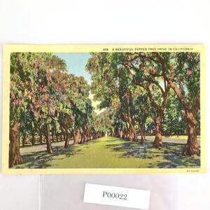 Vintage 1950 Linen Postcard Beautiful Pepper Tree Drive Southern California
